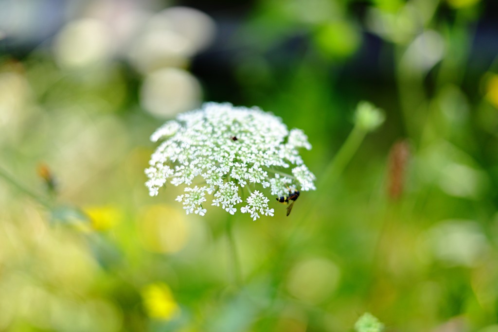 Cathédrale de Reims, Marne