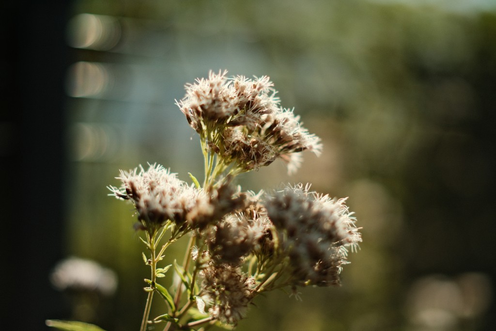 Cathédrale de Reims, Marne