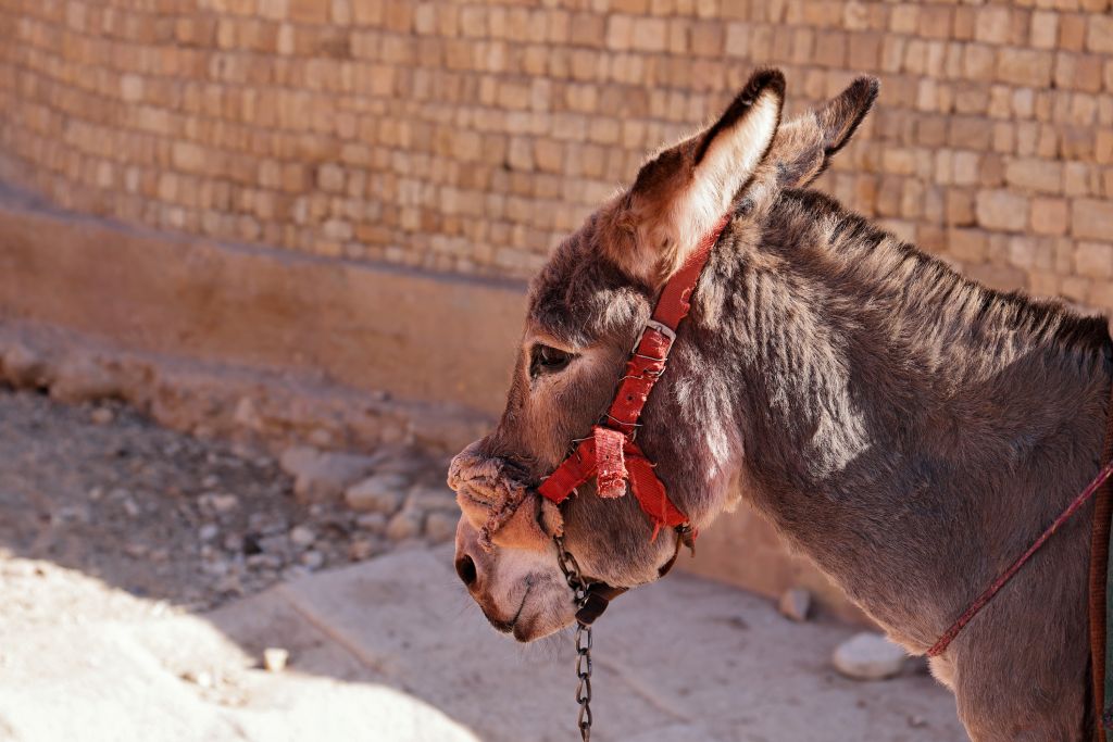 Misc, Divers, Jordanie Selection