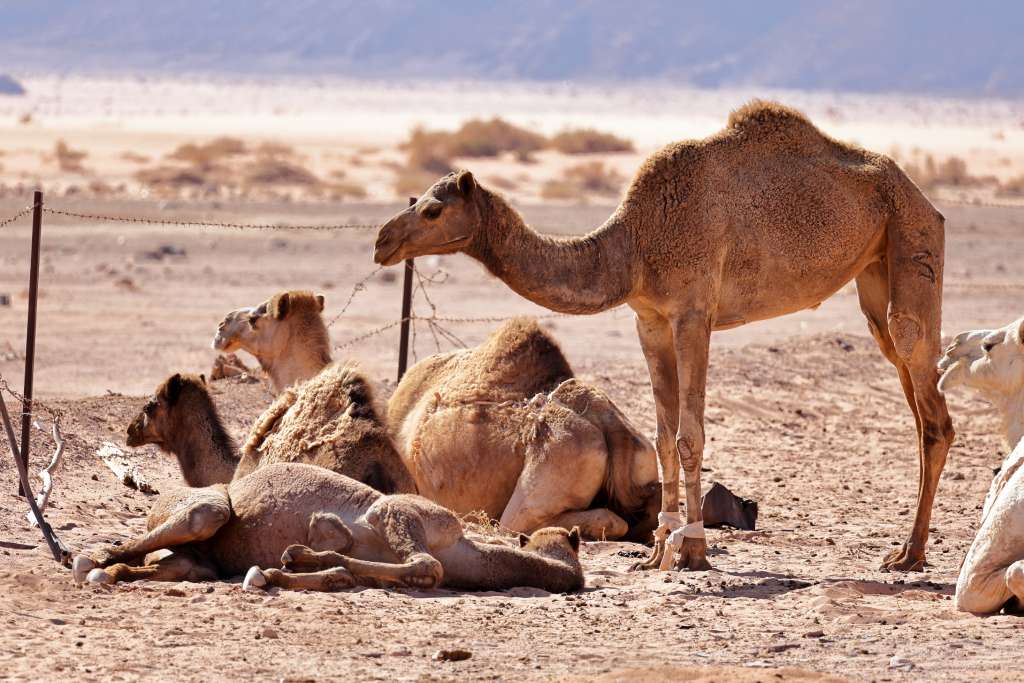 Wadi Rum Desert, Jordanie