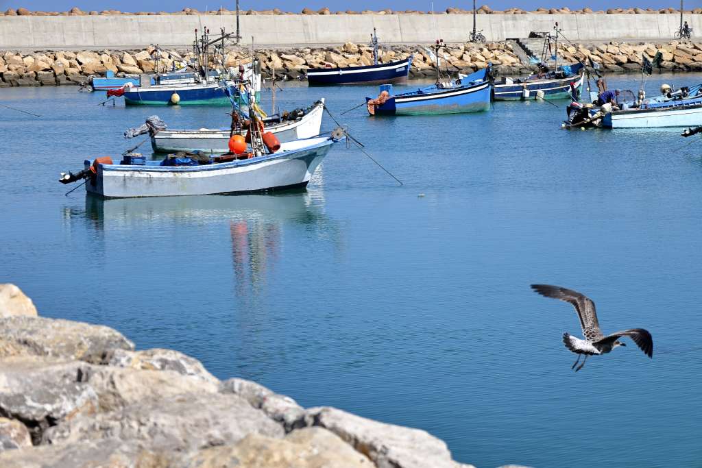 Envol d'un oiseau, port de peche d'assilah