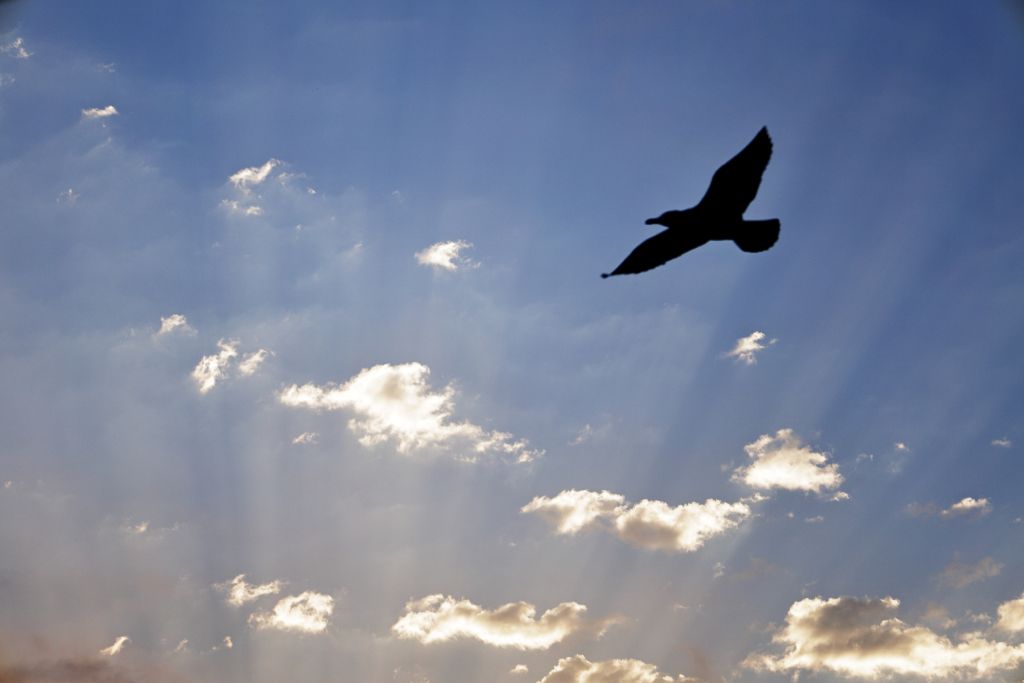 Oiseau au coucher du soleil, tanger, Maroc