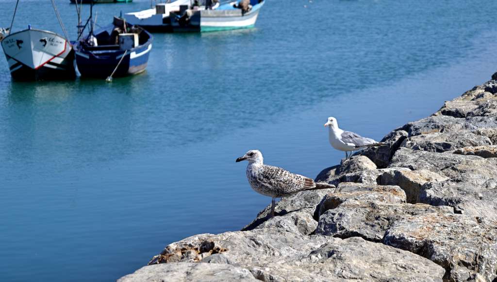 Port de pêche d'Assilah